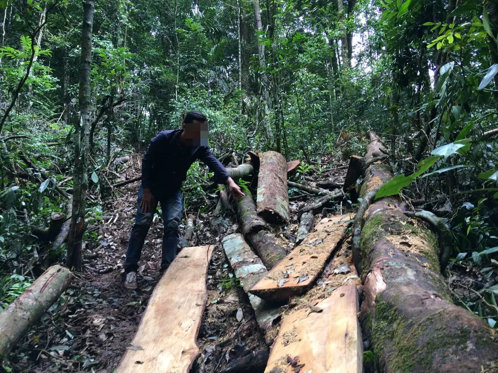 Rừng Ngọc Hồi tiếp tục bị tàn phá ảnh 6