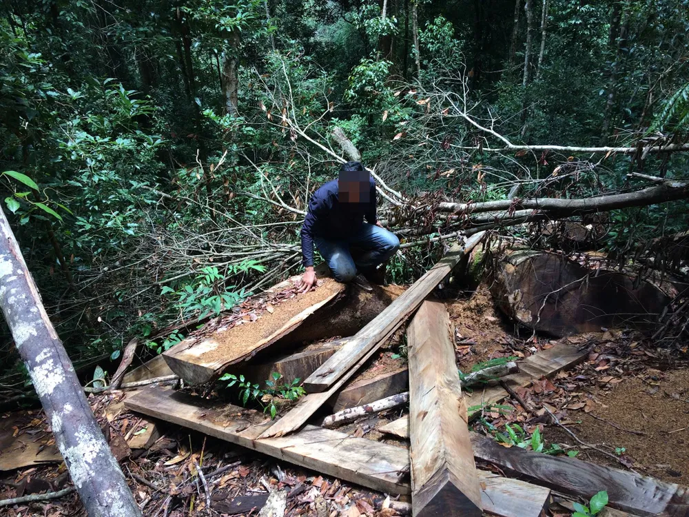 Rừng Ngọc Hồi tiếp tục bị tàn phá ảnh 7