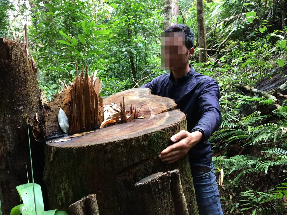 Rừng Ngọc Hồi tiếp tục bị tàn phá ảnh 3