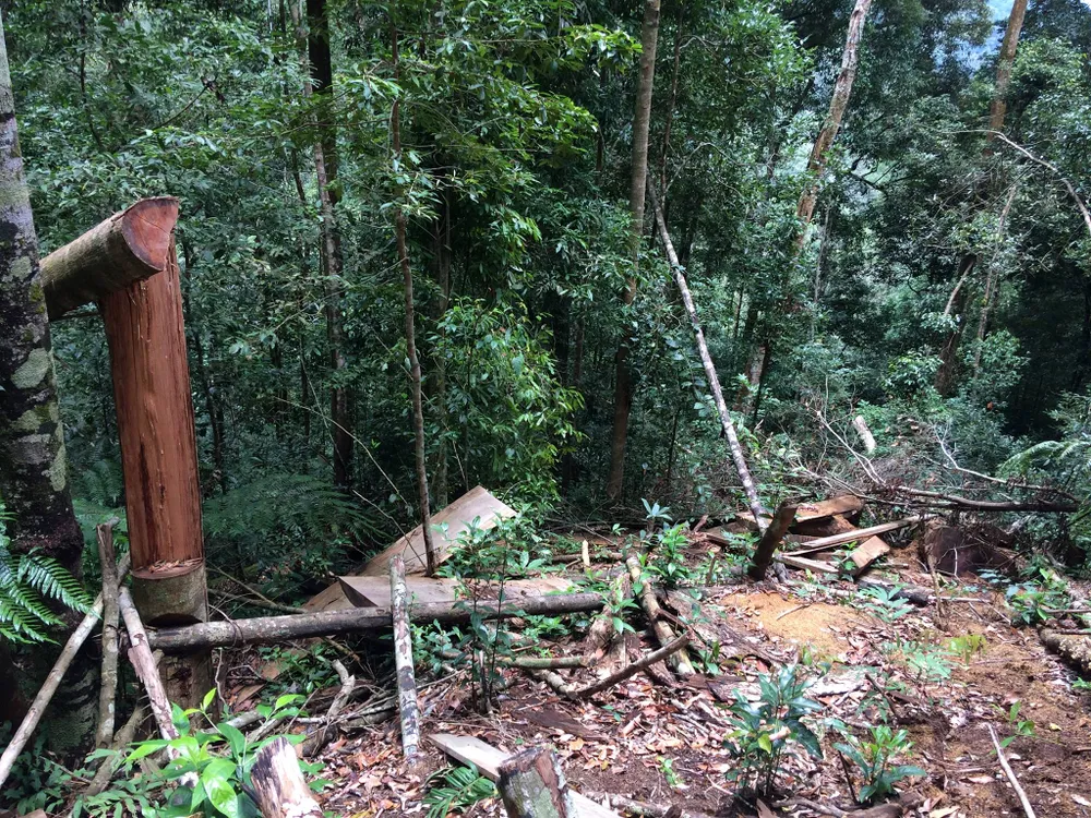 Rừng Ngọc Hồi tiếp tục bị tàn phá ảnh 12