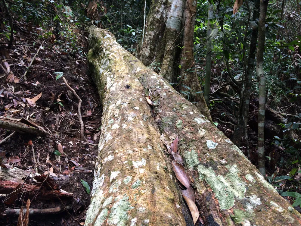 Rừng Ngọc Hồi tiếp tục bị tàn phá ảnh 5