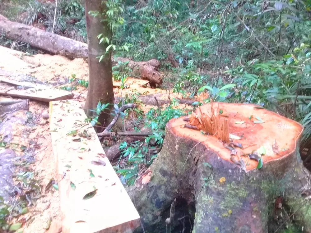 Phá nát rừng Kbang ảnh 15