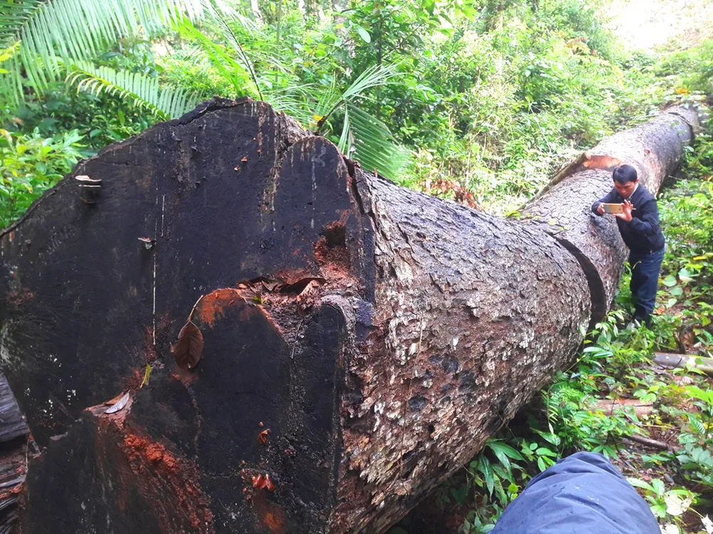 Phá nát rừng Kbang ảnh 1