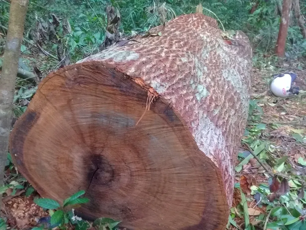 Phá nát rừng Kbang ảnh 16