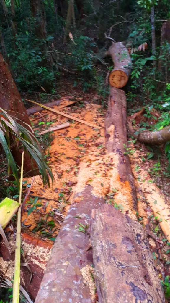 Phá nát rừng Kbang ảnh 18