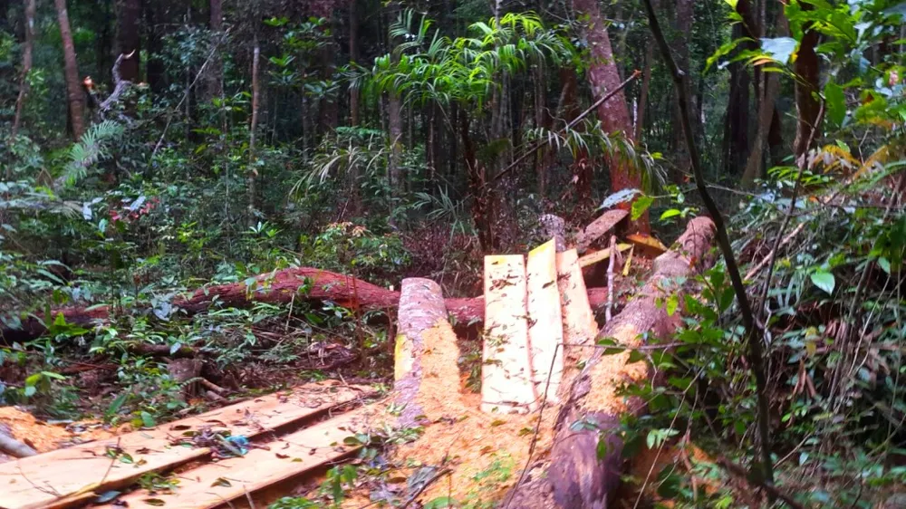 Phá nát rừng Kbang ảnh 19