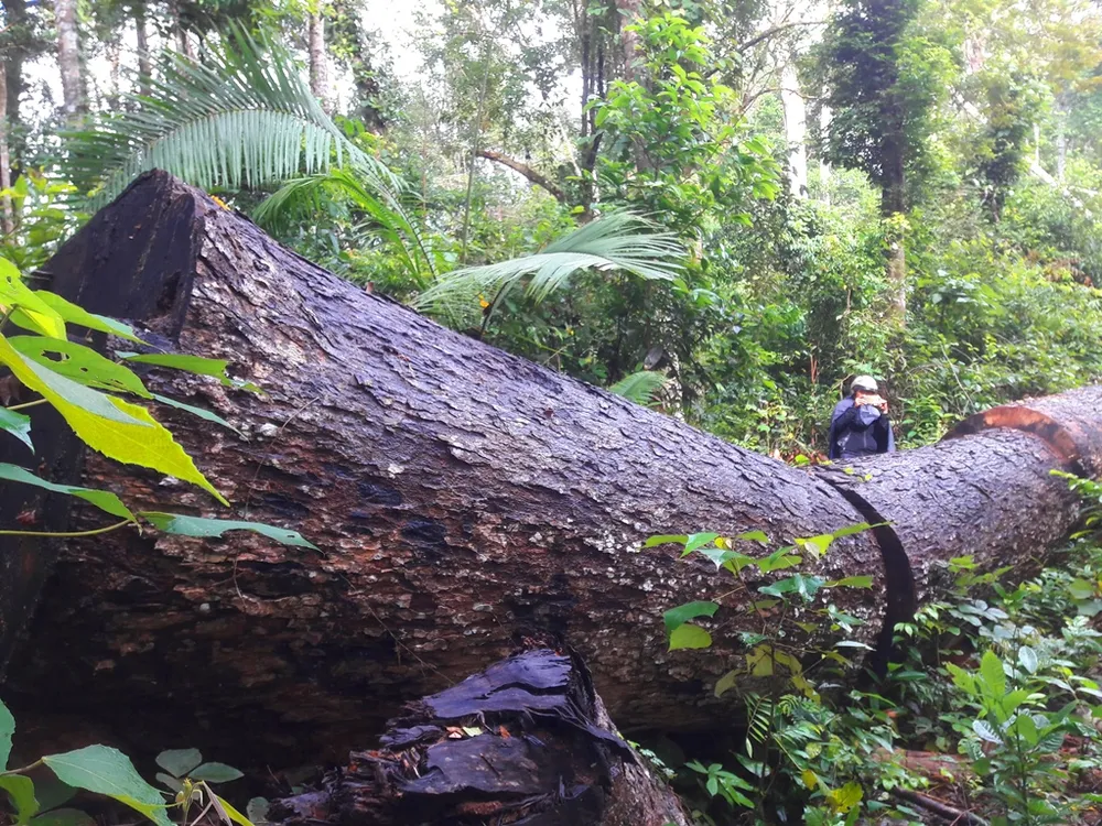 Phá nát rừng Kbang ảnh 2