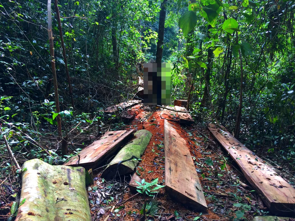 Phá nát rừng Kbang ảnh 17