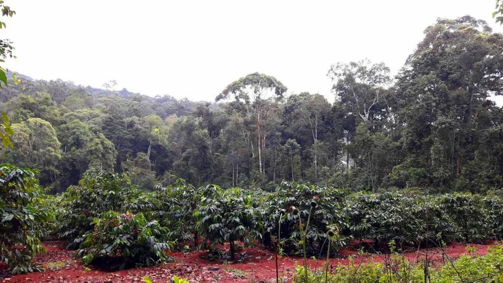  Vụ “Phá nát rừng Kbang”: Chốt giữ rừng không bảo vệ được rừng ảnh 2