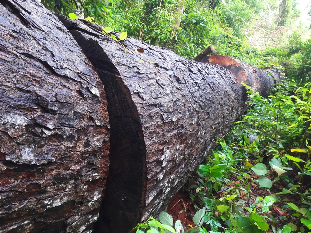 Vụ phá nát rừng Kbang: Tìm thấy 30m³ gỗ ở 2 điểm ảnh 7