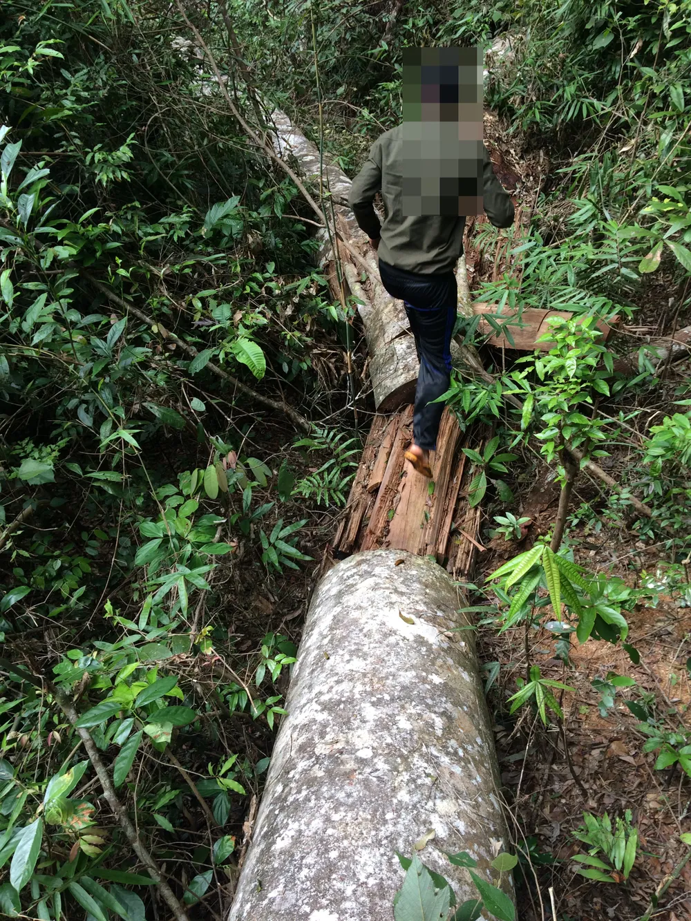 Vụ phá nát rừng Kbang: Tìm thấy 30m³ gỗ ở 2 điểm ảnh 4