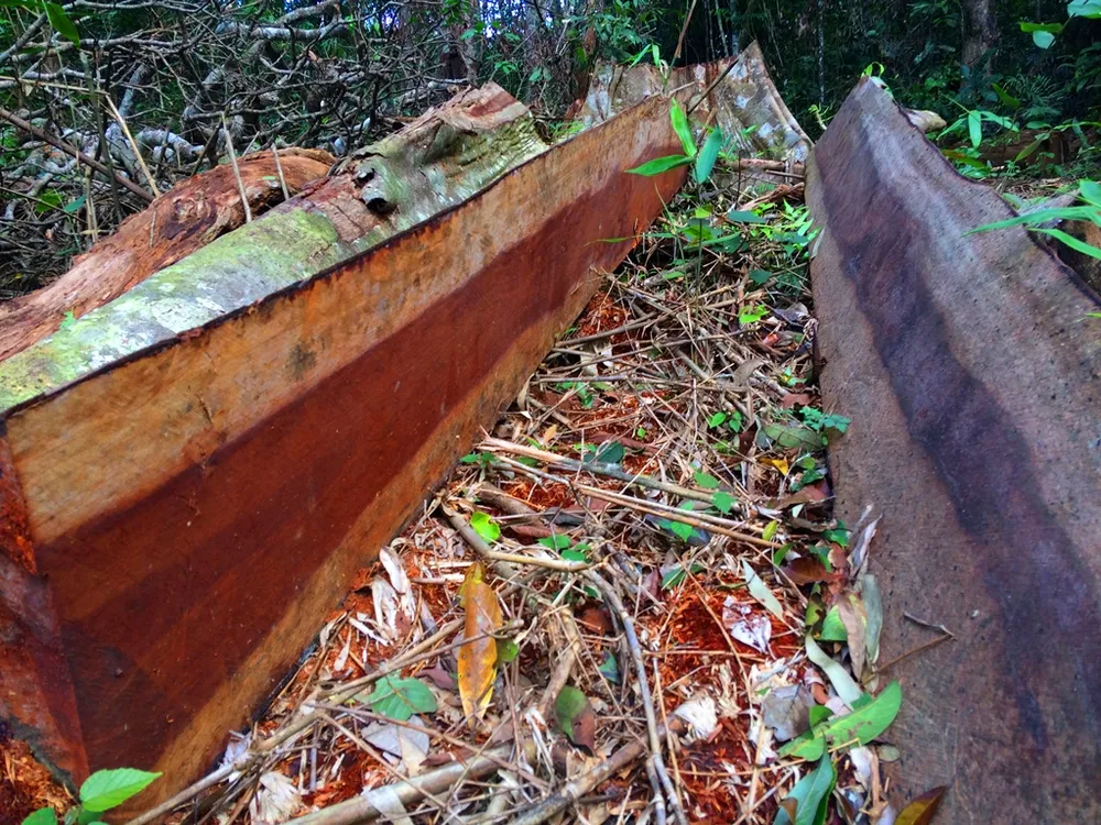 Vụ phá nát rừng Kbang: Tìm thấy 30m³ gỗ ở 2 điểm ảnh 5