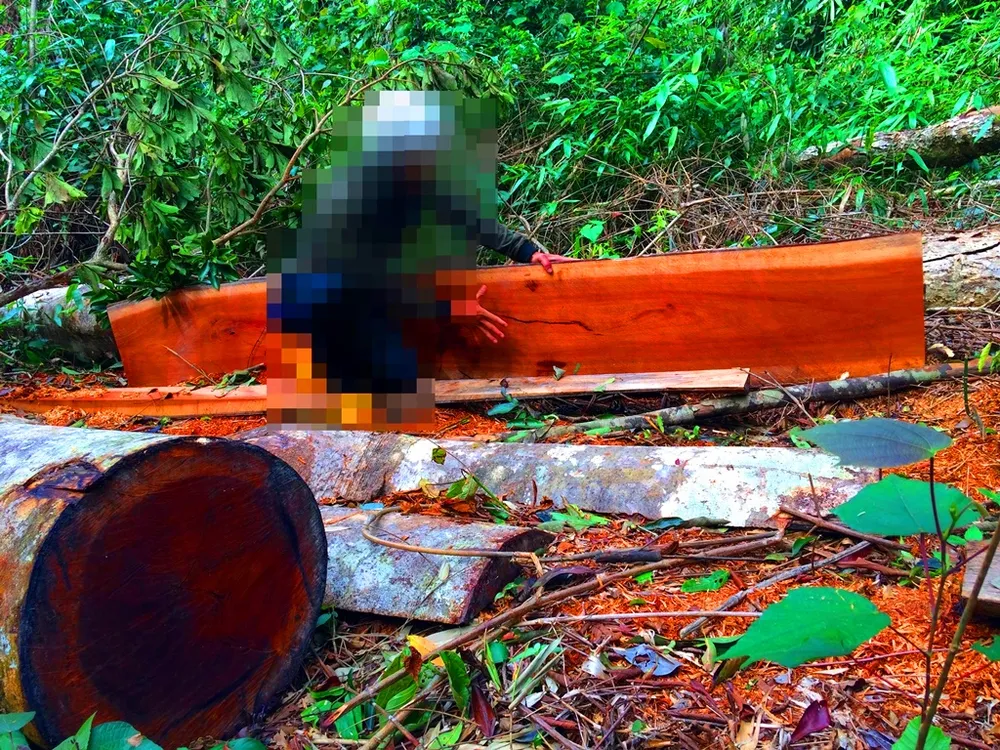 Vụ phá nát rừng Kbang: Tìm thấy 30m³ gỗ ở 2 điểm ảnh 2