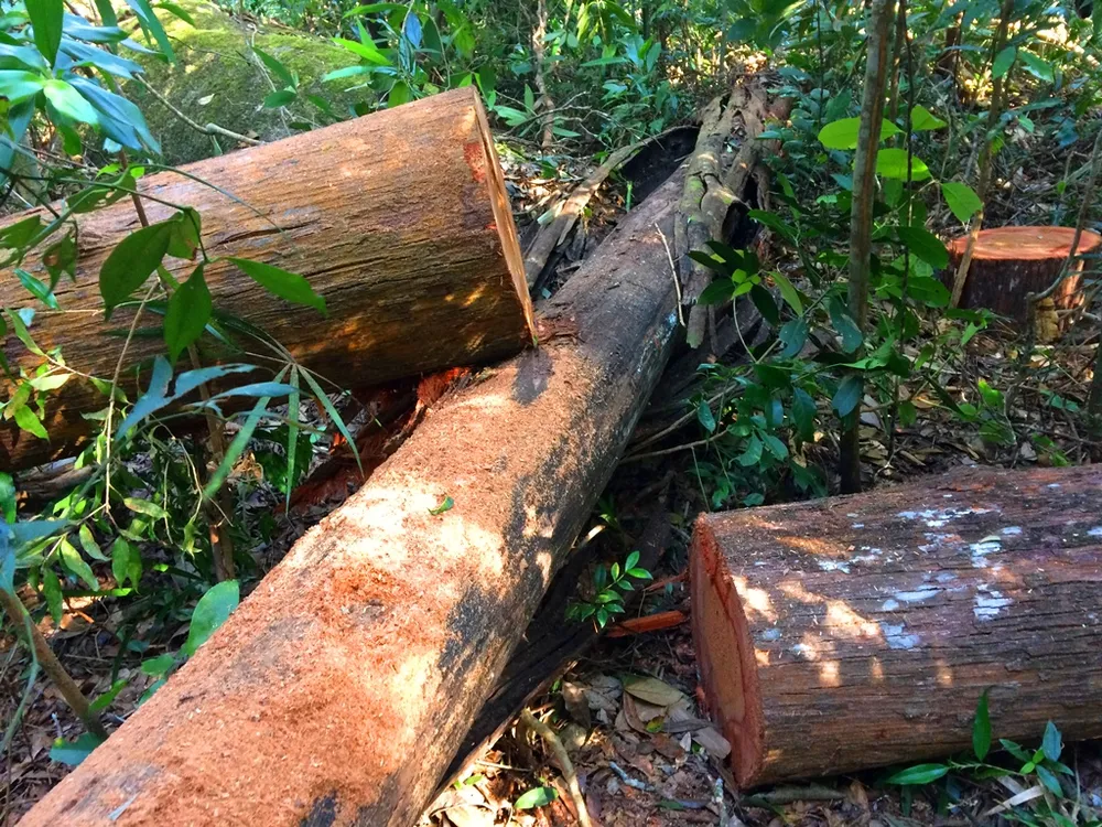 Đột nhập “công trường” khai thác gỗ lậu ảnh 9
