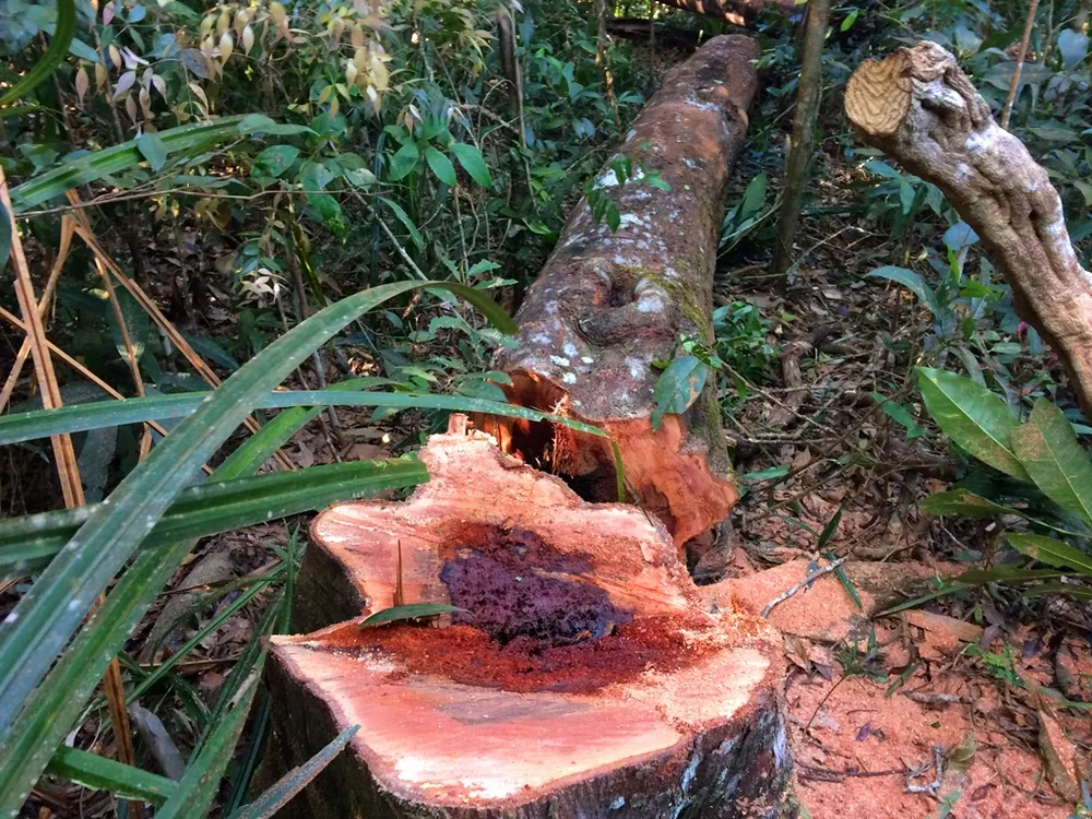 Đột nhập “công trường” khai thác gỗ lậu ảnh 10