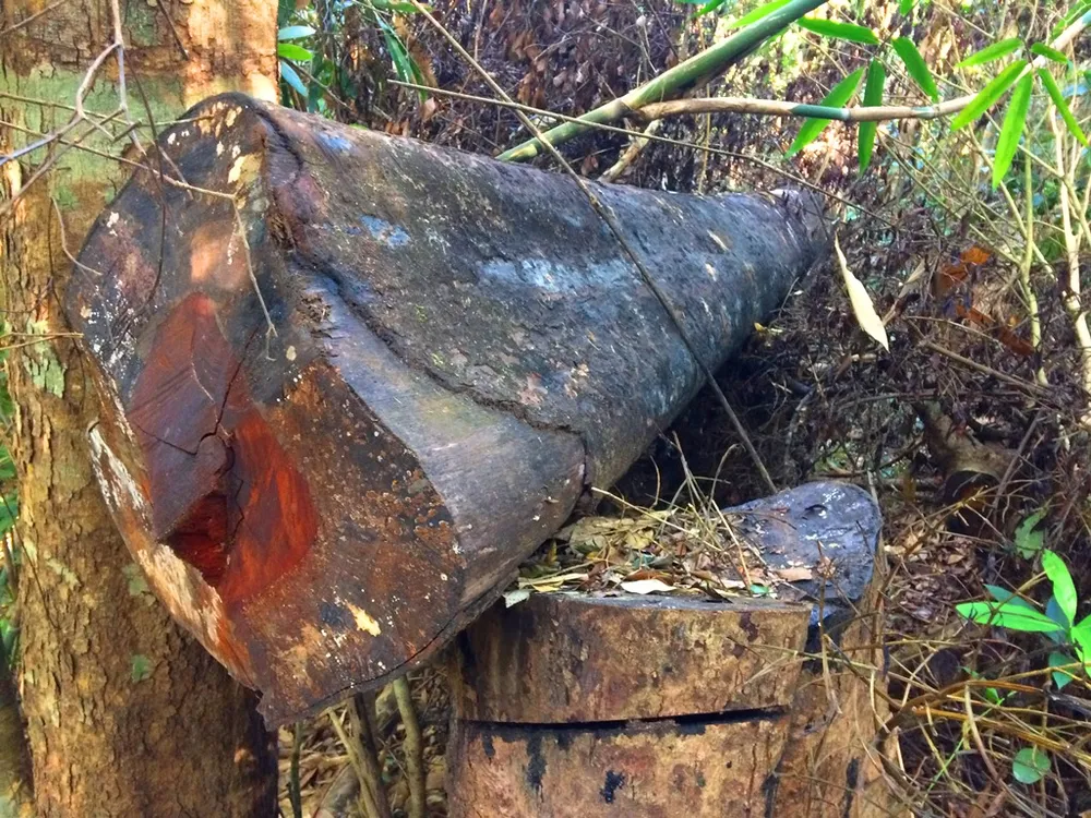 Đột nhập “công trường” khai thác gỗ lậu ảnh 11