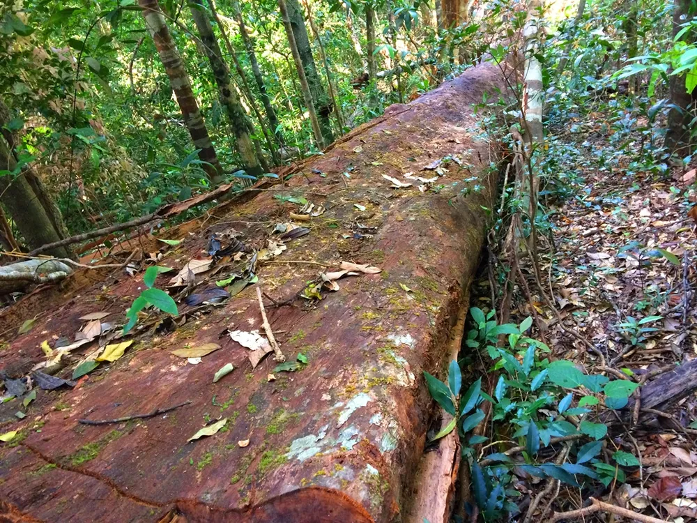 Đột nhập “công trường” khai thác gỗ lậu ảnh 12