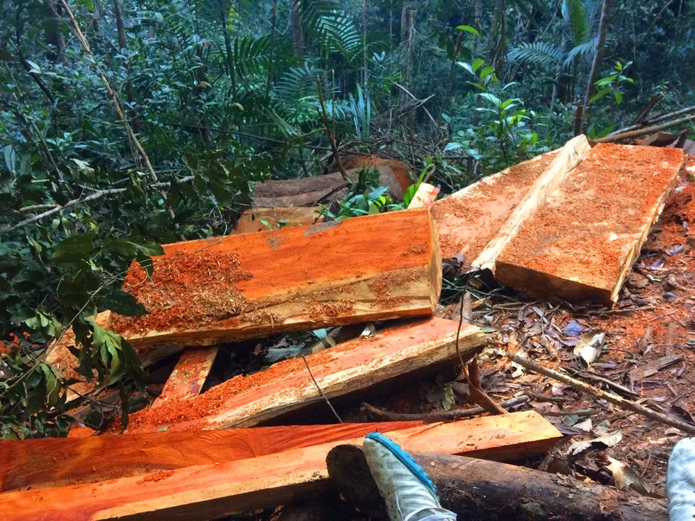 Đột nhập “công trường” khai thác gỗ lậu ảnh 14