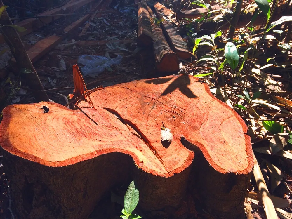 Đột nhập “công trường” khai thác gỗ lậu ảnh 18