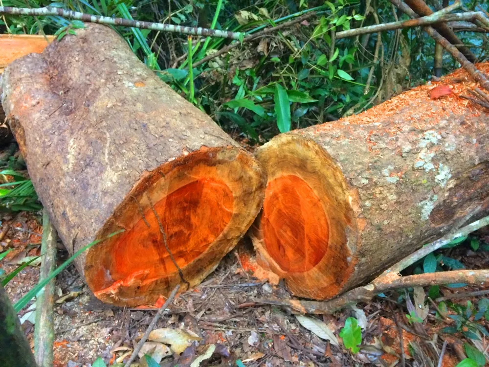 Đột nhập “công trường” khai thác gỗ lậu ảnh 19