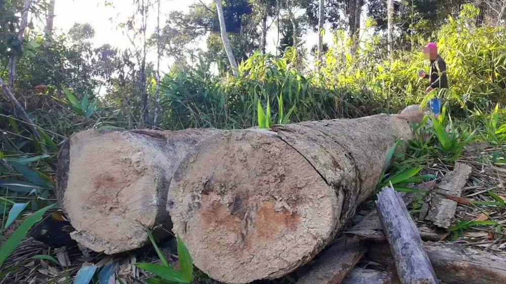 Đột nhập “công trường” khai thác gỗ lậu ảnh 21