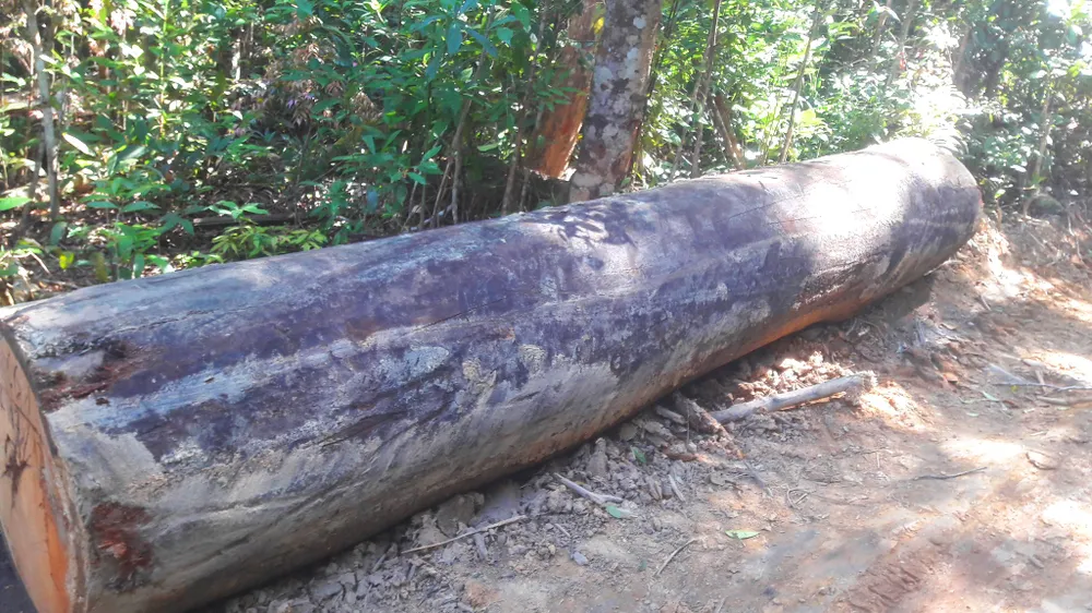 Đột nhập “công trường” khai thác gỗ lậu ảnh 23