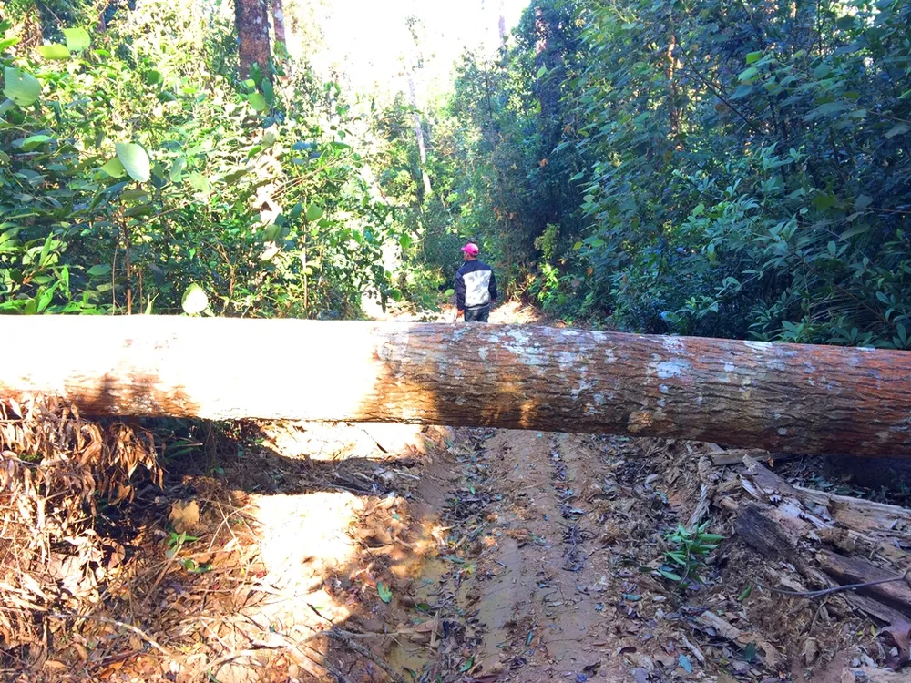 Đột nhập “công trường” khai thác gỗ lậu ảnh 7