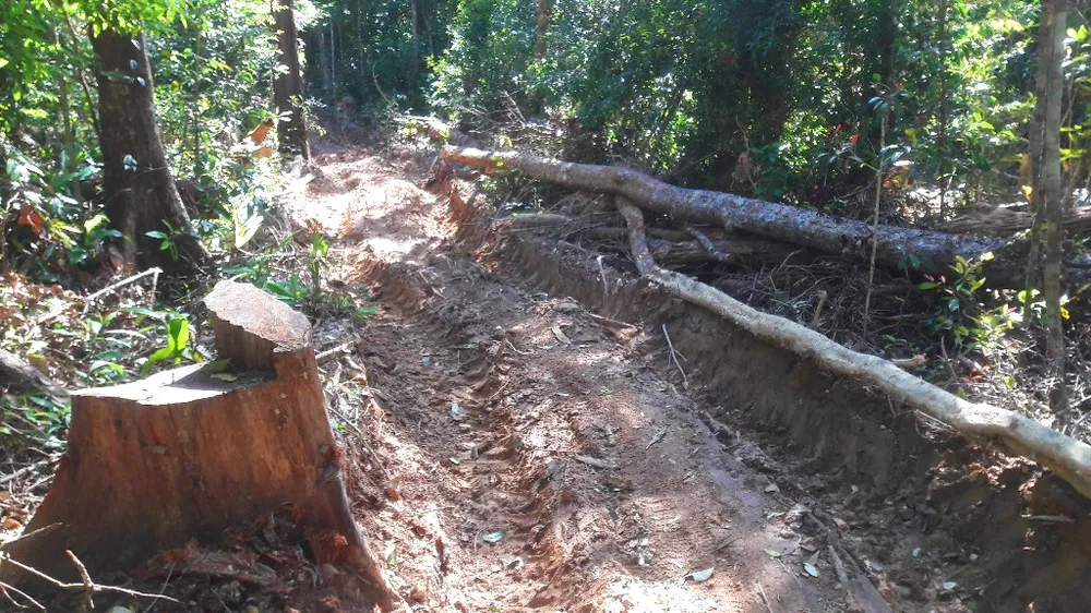 Vụ đột nhập "công trường" gỗ lậu: Truy tìm người và phương tiện khai thác 7,6m³ gỗ vô chủ ảnh 12