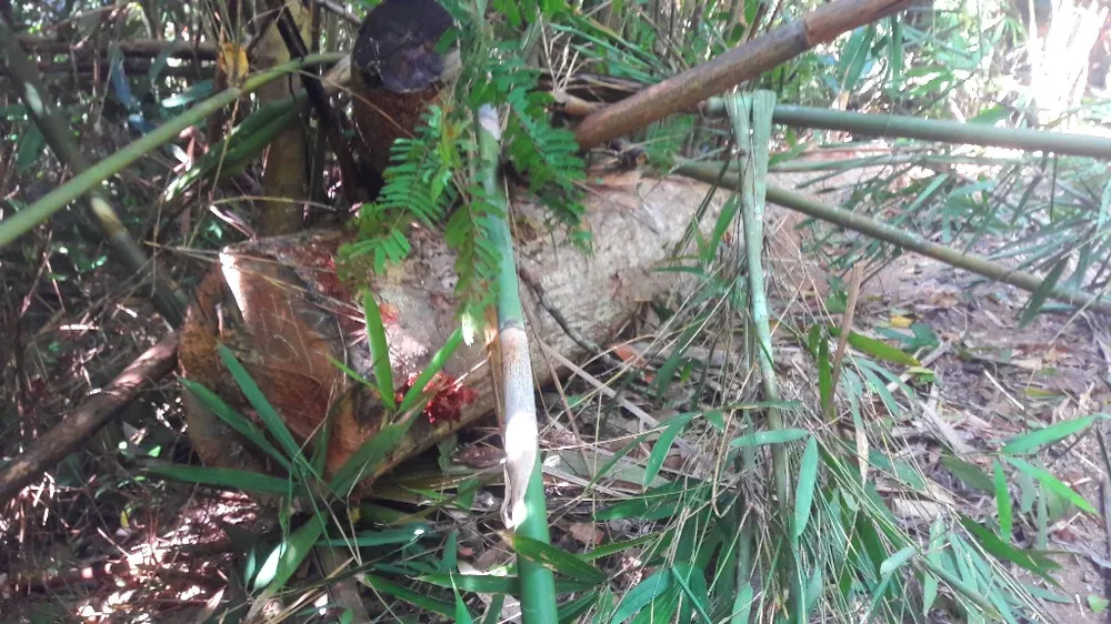 Vụ đột nhập "công trường" gỗ lậu: Truy tìm người và phương tiện khai thác 7,6m³ gỗ vô chủ ảnh 4