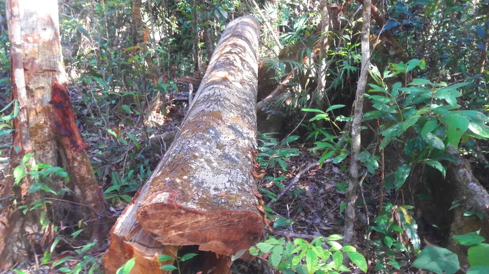 Vụ đột nhập "công trường" gỗ lậu: Truy tìm người và phương tiện khai thác 7,6m³ gỗ vô chủ ảnh 6