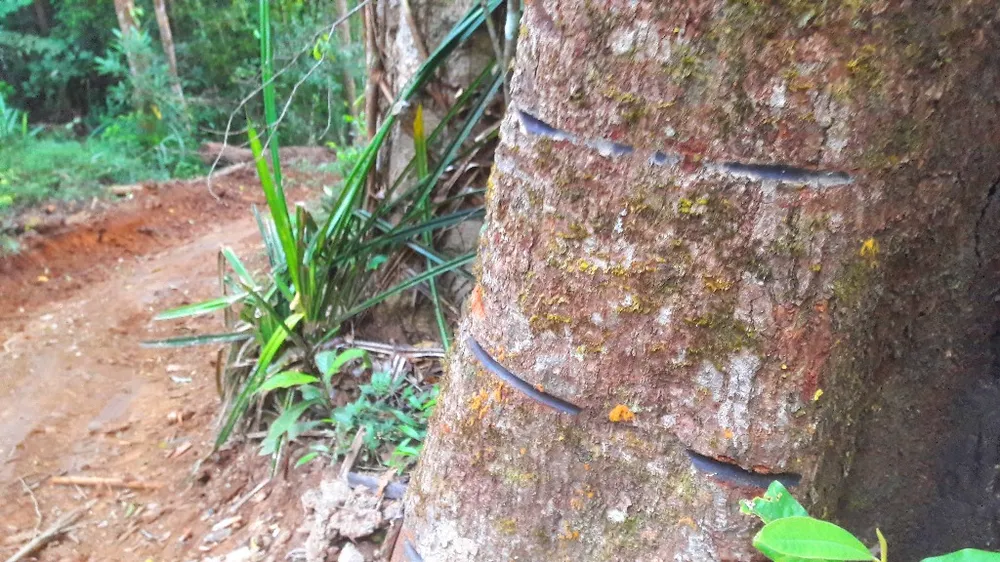 Vụ đột nhập "công trường" gỗ lậu: Truy tìm người và phương tiện khai thác 7,6m³ gỗ vô chủ ảnh 7