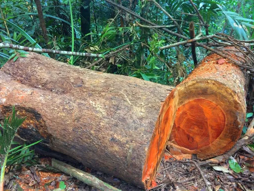 Công an vào cuộc vụ phá rừng Chư Pah ảnh 1