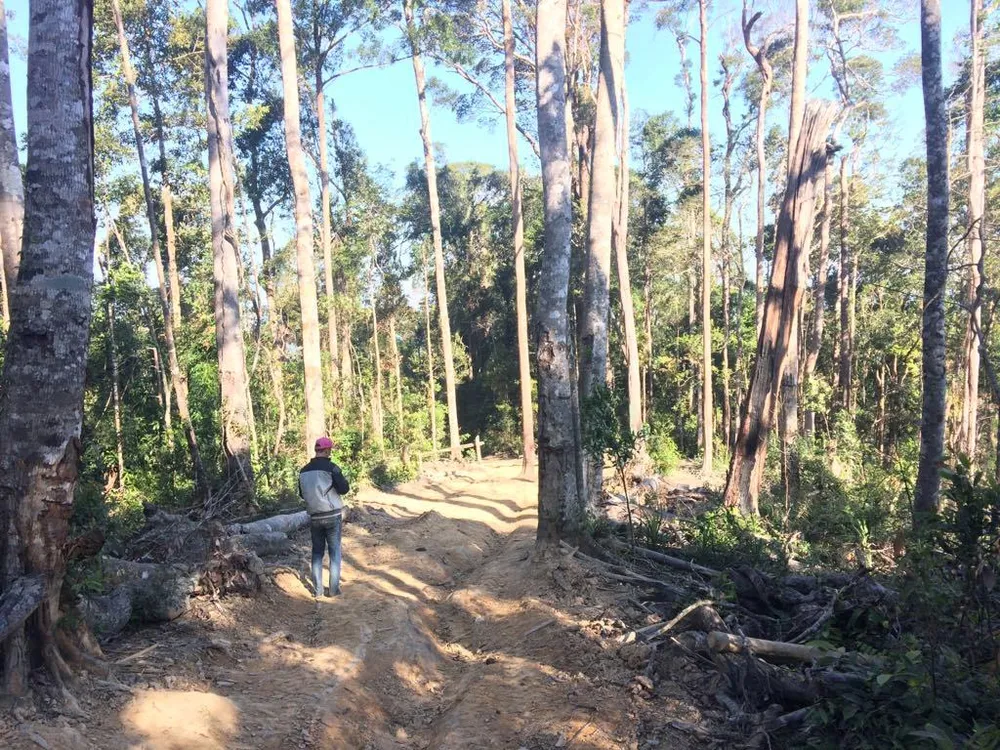 Công an vào cuộc vụ phá rừng Chư Pah ảnh 8