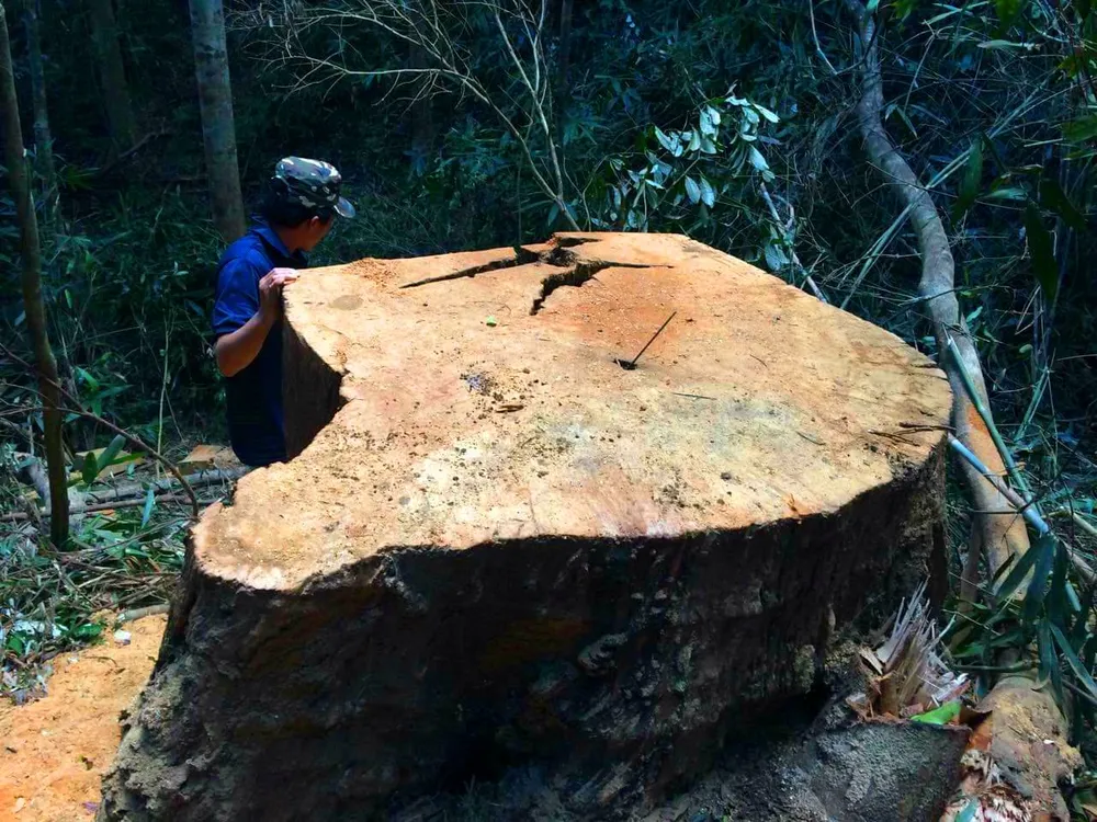 Công an vào cuộc vụ phá rừng Chư Pah ảnh 2