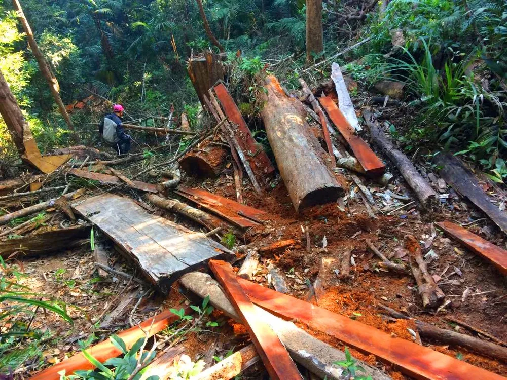 Công an vào cuộc vụ phá rừng Chư Pah ảnh 3