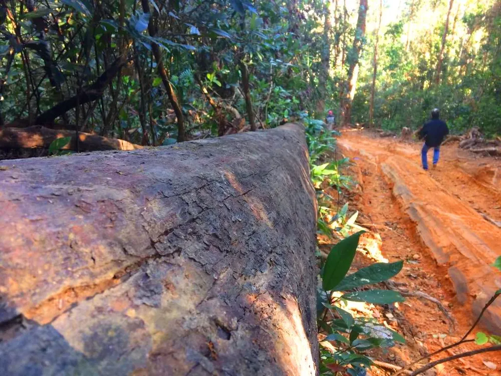 Công an vào cuộc vụ phá rừng Chư Pah ảnh 4