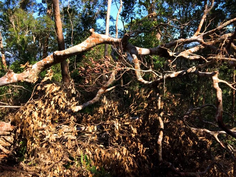 Công an vào cuộc vụ phá rừng Chư Pah ảnh 9