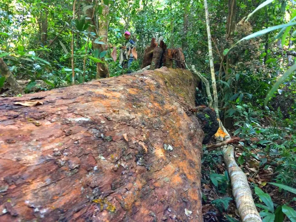 Công an vào cuộc vụ phá rừng Chư Pah ảnh 6