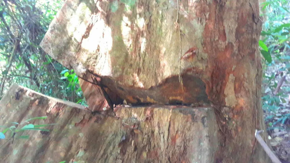 Công an vào cuộc vụ phá rừng Chư Pah ảnh 7