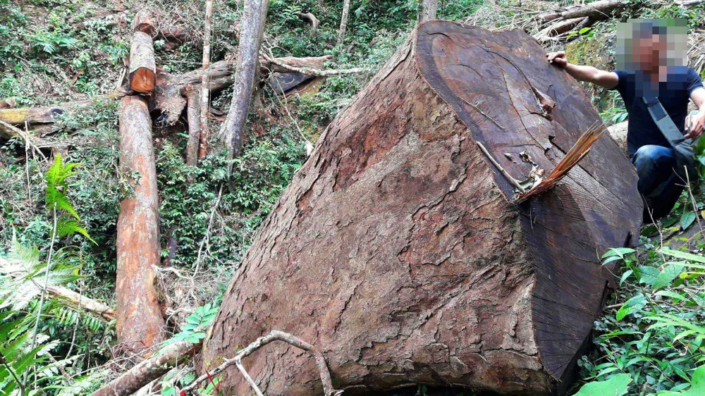 Vụ “Xâm nhập công trường gỗ lậu": Sẽ khởi tố vụ án ảnh 10