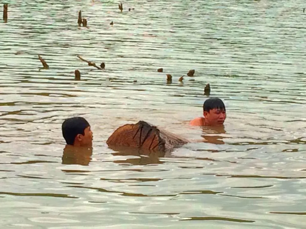 Truy tìm chủ gỗ cất giấu dưới lòng hồ thủy điện Sê San 3A ảnh 2