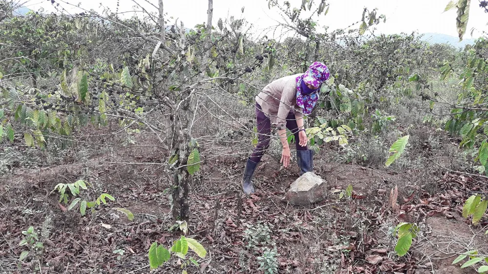 Vụ mỏ đá ảnh hưởng vườn cà phê: Công ty chưa nghiêm túc bảo vệ môi trường ảnh 1