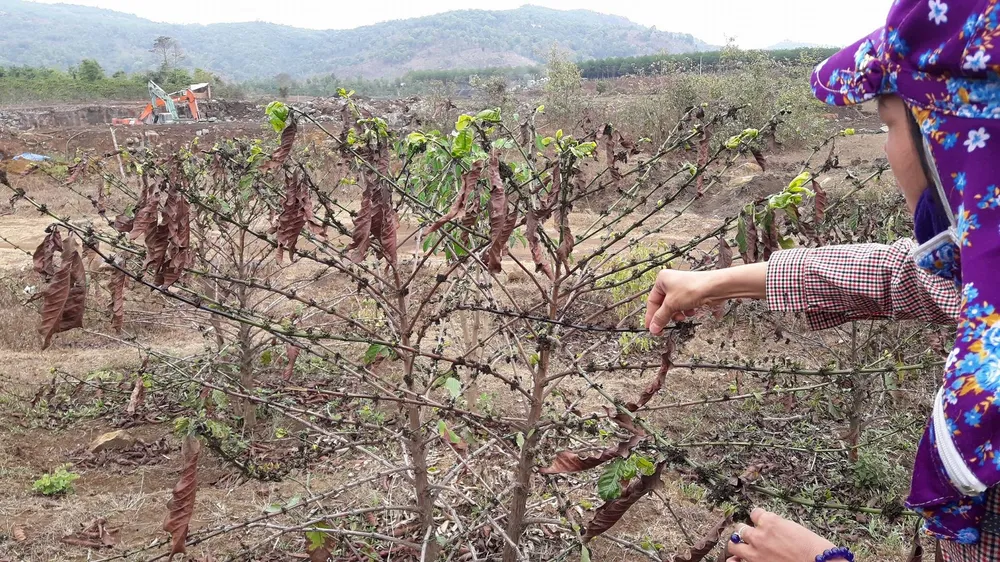 Vụ mỏ đá ảnh hưởng vườn cà phê: Công ty chưa nghiêm túc bảo vệ môi trường ảnh 3
