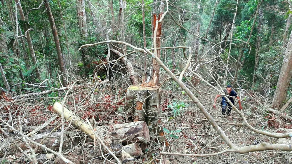 Vụ “Xâm nhập công trường gỗ lậu“: Kỷ luật khiển trách 3 cán bộ kiểm lâm ảnh 6