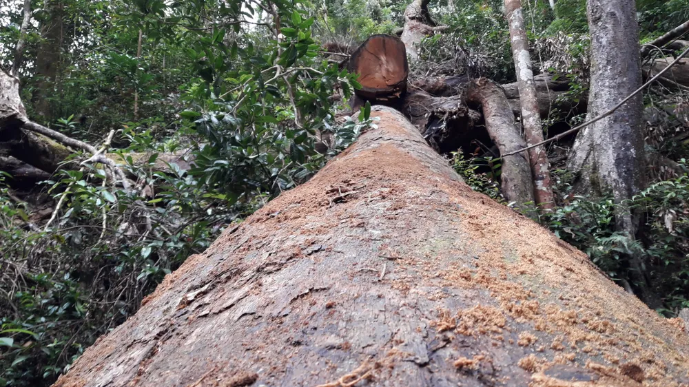 Vụ “Xâm nhập công trường gỗ lậu“: Kỷ luật khiển trách 3 cán bộ kiểm lâm ảnh 3