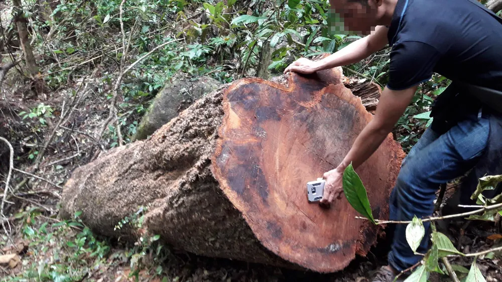 Vụ “Xâm nhập công trường gỗ lậu“: Kỷ luật khiển trách 3 cán bộ kiểm lâm ảnh 4