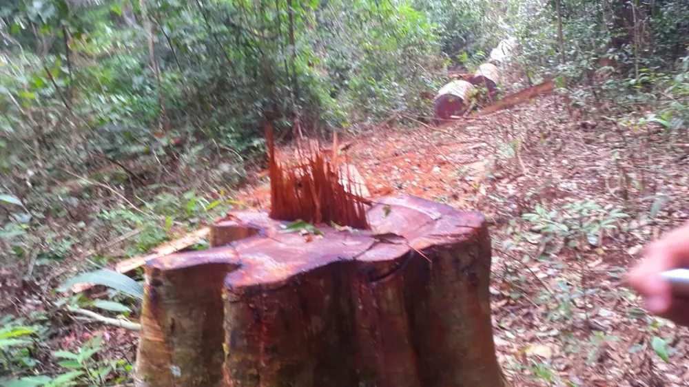 Khiển trách 2 kiểm lâm, cảnh cáo 3 viên chức công ty lâm nghiệp ảnh 3