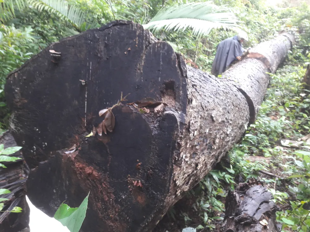 Khiển trách 2 kiểm lâm, cảnh cáo 3 viên chức công ty lâm nghiệp ảnh 1