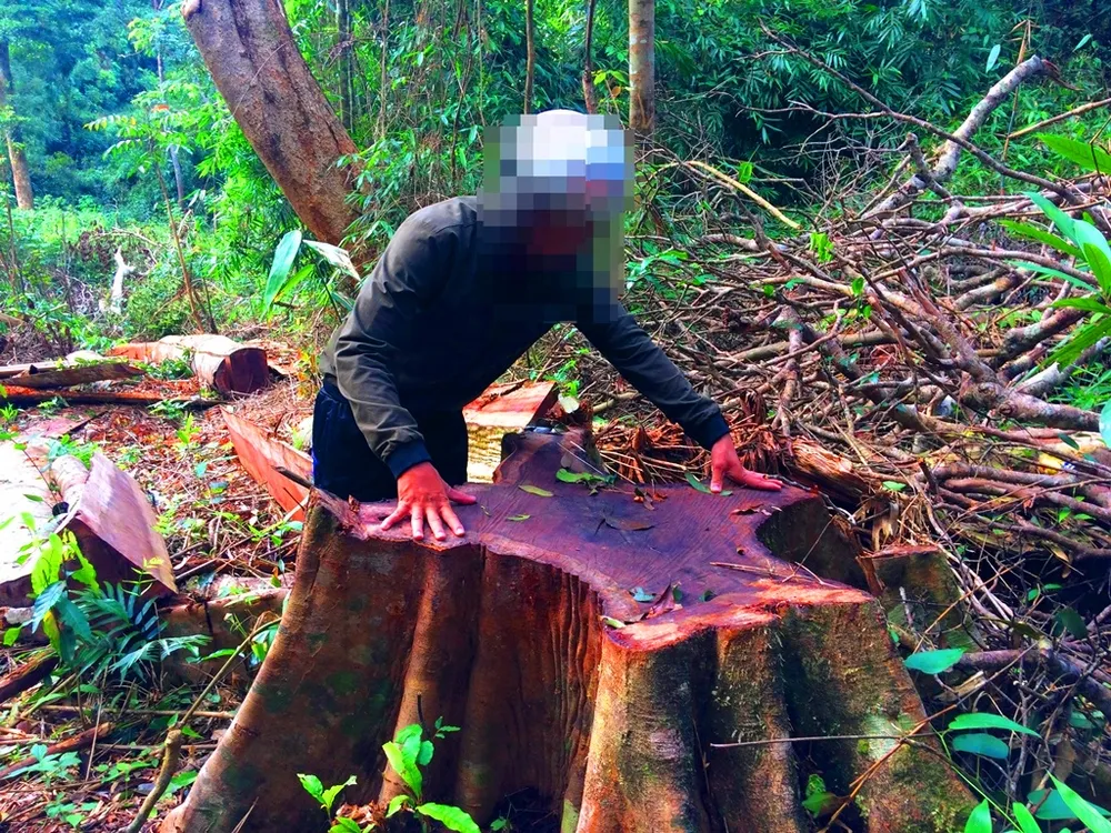 Khiển trách 2 kiểm lâm, cảnh cáo 3 viên chức công ty lâm nghiệp ảnh 2