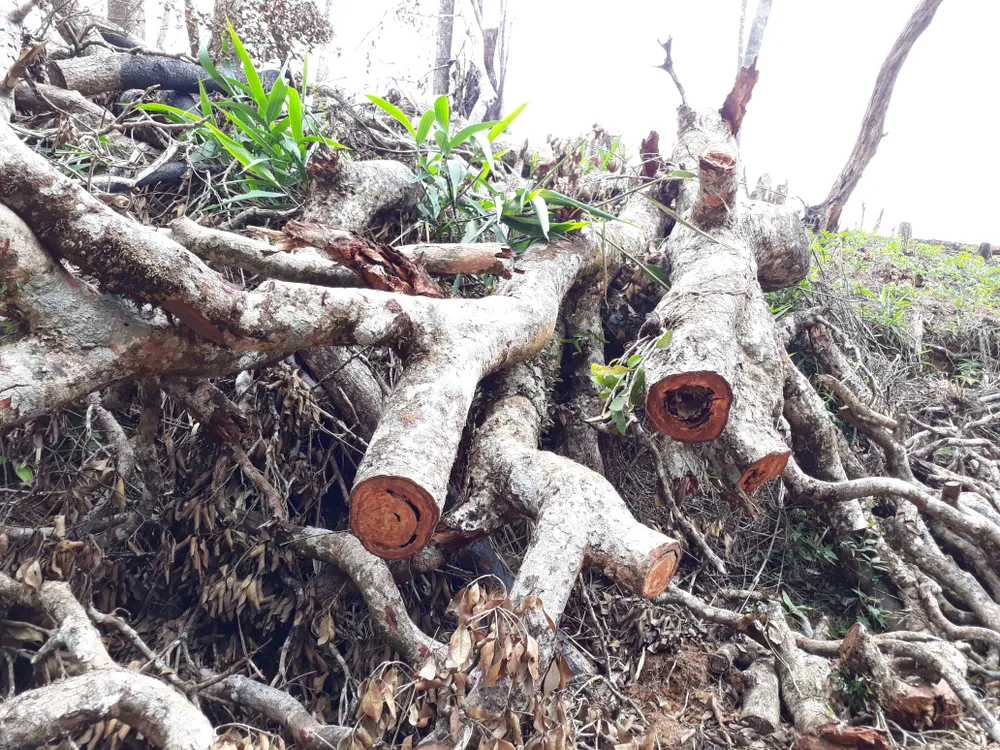 Cận cảnh rừng Kon Plông bị phá nát ảnh 6